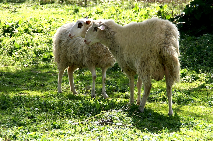 PICT2302 rsmall SHEEP.jpg - 397902 Bytes